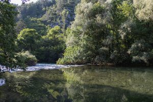 Pristine waters flowing through lush forest and towering mountains along the Cetina River in Croatia. Clear river water surrounded by mountains and forest near Cetina River